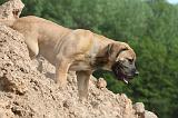 BOERBULL 055